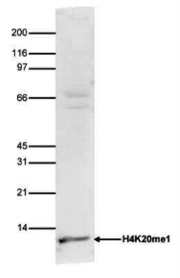 Western Blot: Histone H4 [Methyl Lys20] Antibody [NBP2-59247] - Histone extracts of HeLa cells (15 ug) were analysed by Western blot using the antibody against H4K20me1 diluted 1:750 in TBS-Tween containing 5% skimmed milk. The position of the protein of interest is indicated on the right; the marker (kDa) is shown on the left.